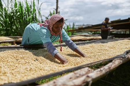 2602 SKOV Africa oogst koffiebonen
